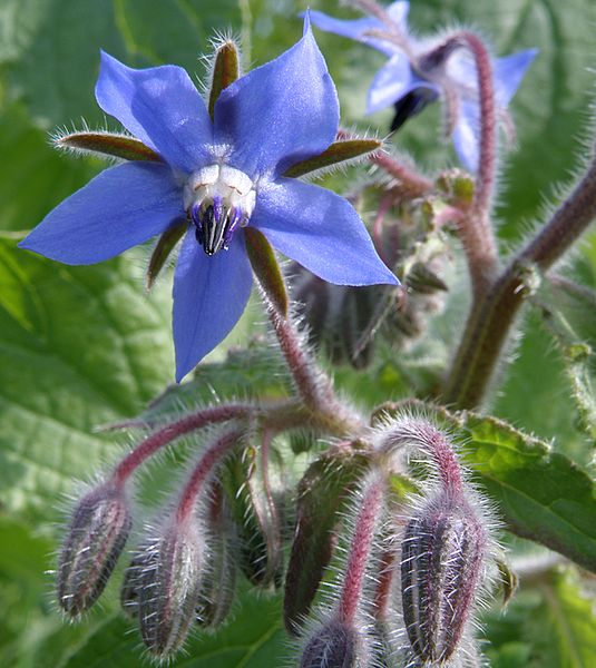 Image of Borago officinalis specimen.