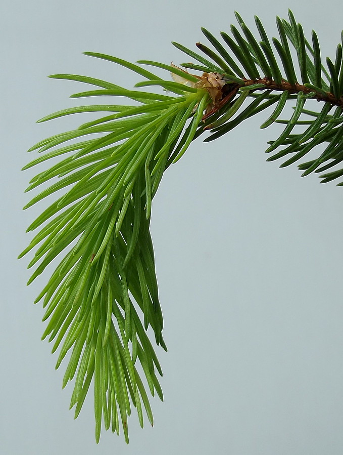 Изображение особи Picea abies.