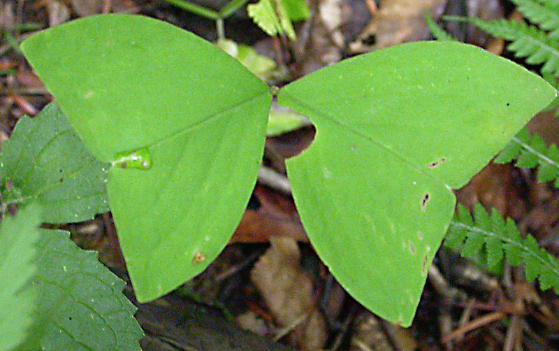 Image of Oxalis obtriangulata specimen.