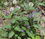 Смотреть изображение Solanum kitagawae