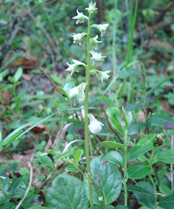 Image of genus Pyrola specimen.