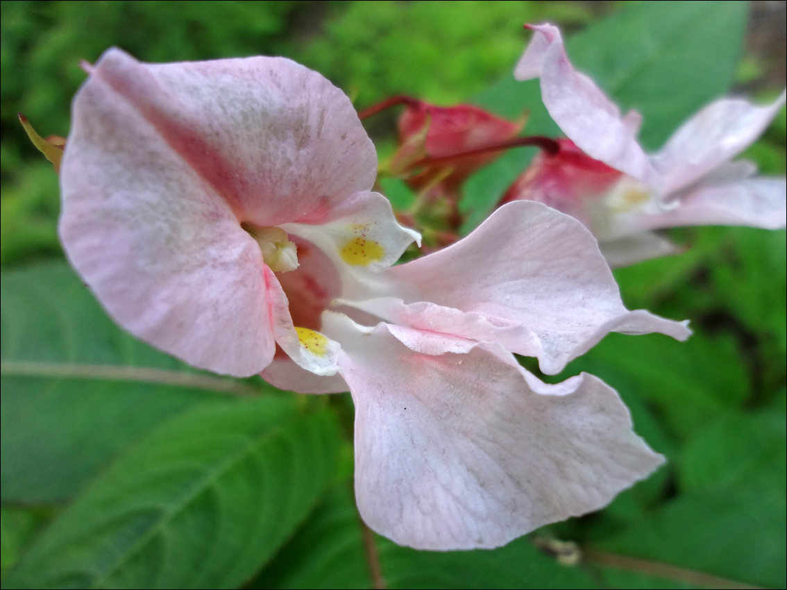 Image of Impatiens glandulifera specimen.