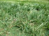 Iris sogdiana. Плодоносящие растения на влажном лугу у выхода из ущелья. Туркменистан, хр. Кугитанг, ущелье Умбардере. Июнь 2012 г.