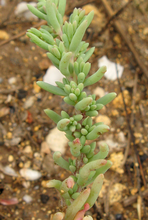 Image of genus Suaeda specimen.