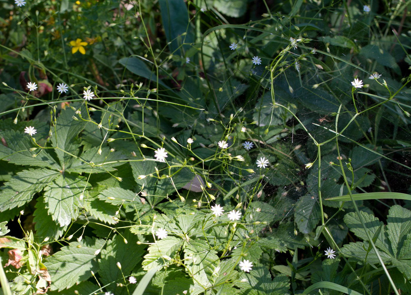 Изображение особи Stellaria graminea.