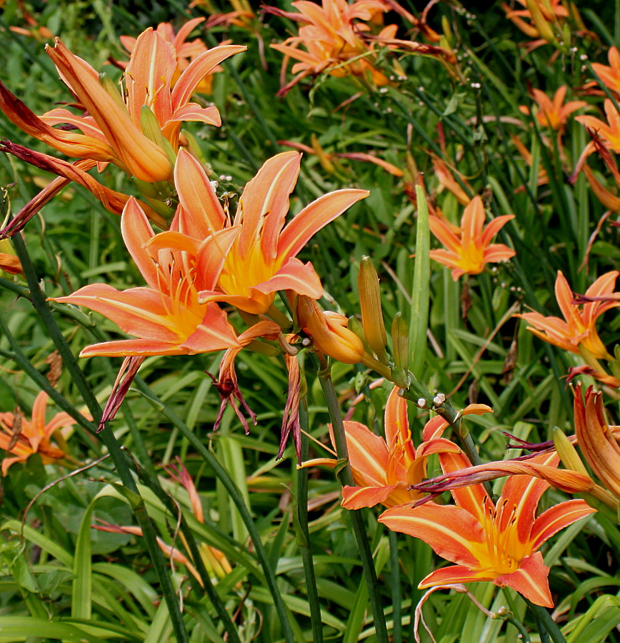 Изображение особи Hemerocallis &times; hybrida.