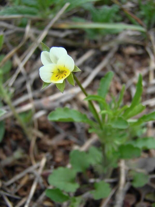 Изображение особи Viola arvensis.