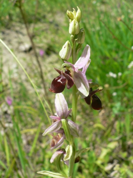 Изображение особи Ophrys oestrifera.