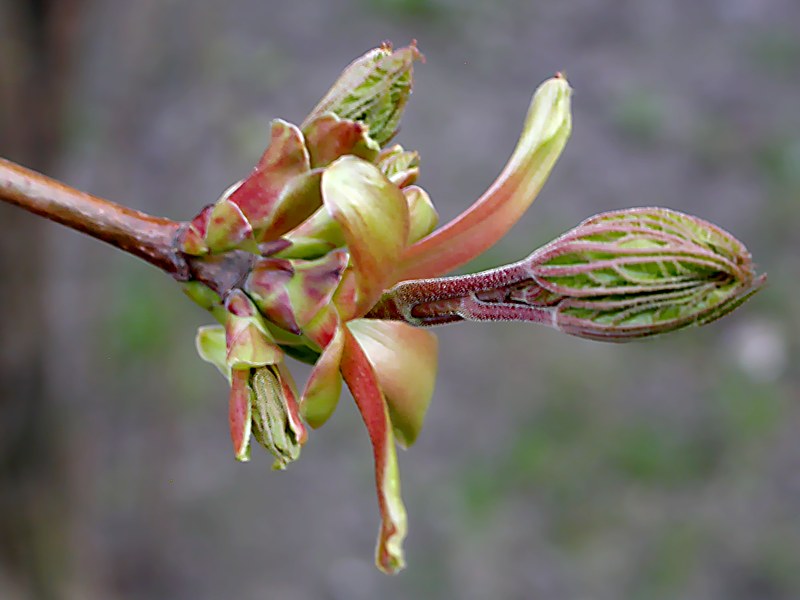 Image of Acer platanoides specimen.