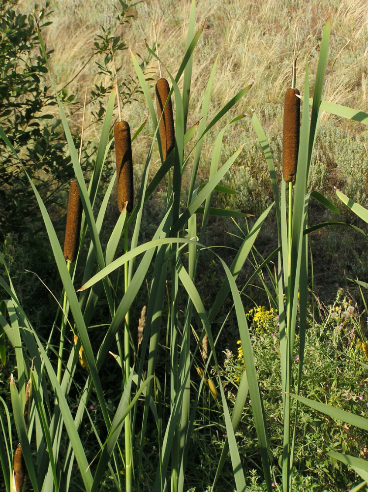 Изображение особи Typha latifolia.