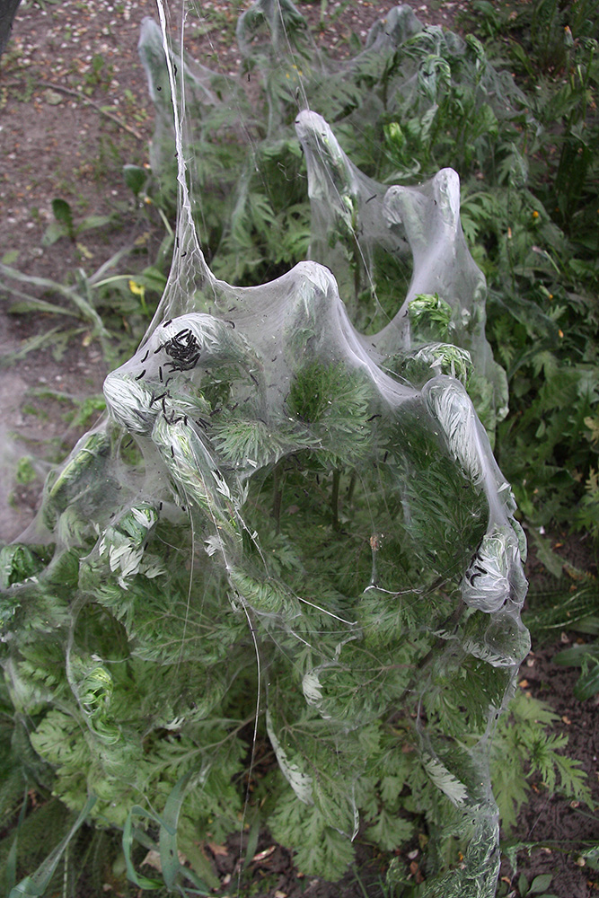 Image of genus Artemisia specimen.