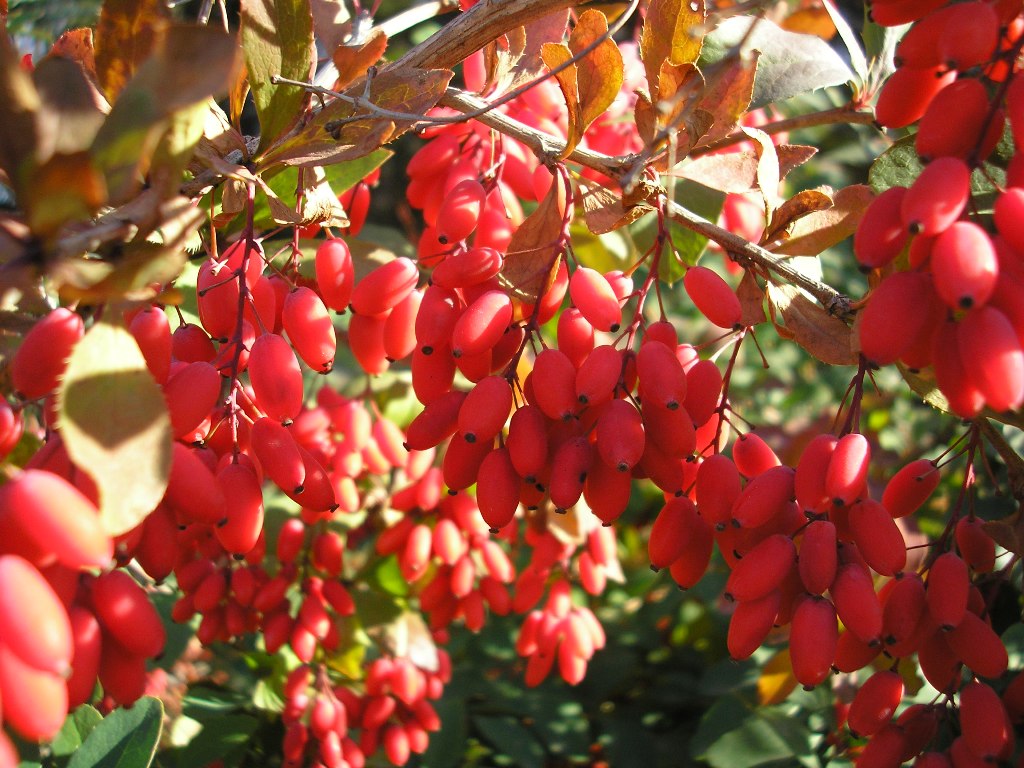 Image of Berberis vulgaris specimen.