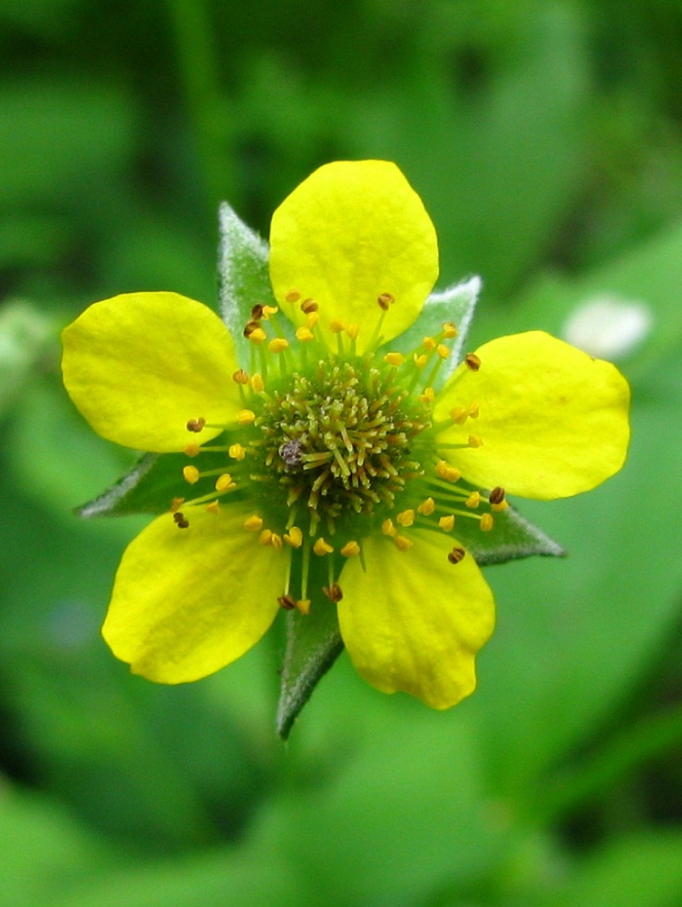 Изображение особи Geum urbanum.