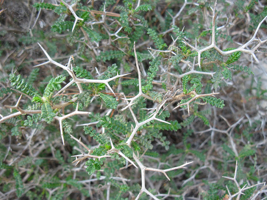 Image of Sarcopoterium spinosum specimen.