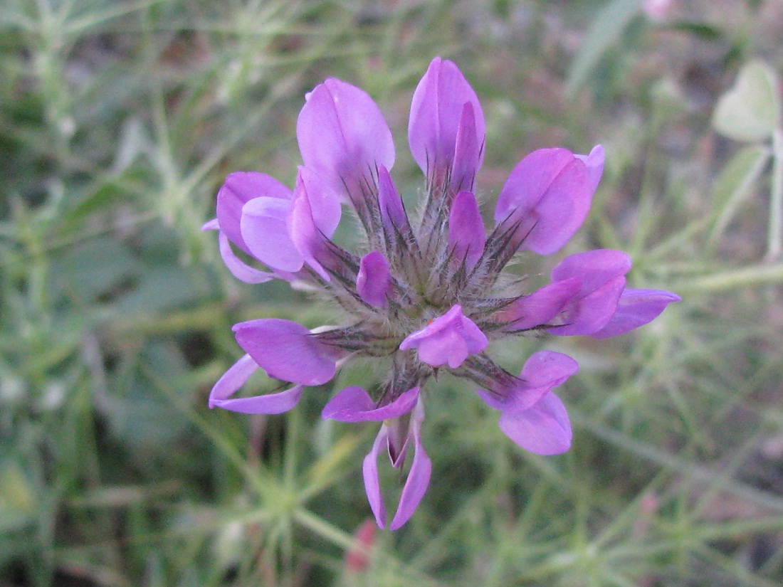 Image of Psoralea bituminosa ssp. pontica specimen.