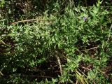 Scutellaria galericulata