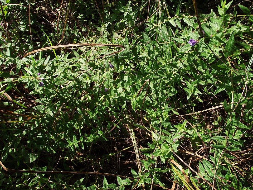 Image of Scutellaria galericulata specimen.