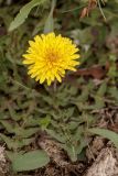 genus Taraxacum. Соцветие. Ростовская обл., Мясниковский р-н, окр. хут. Щедрый, Чулекская балка. 07.04.2013.