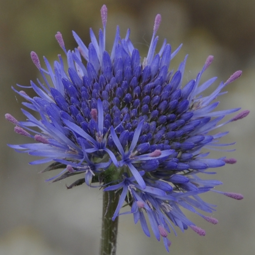 Image of Jasione heldreichii specimen.