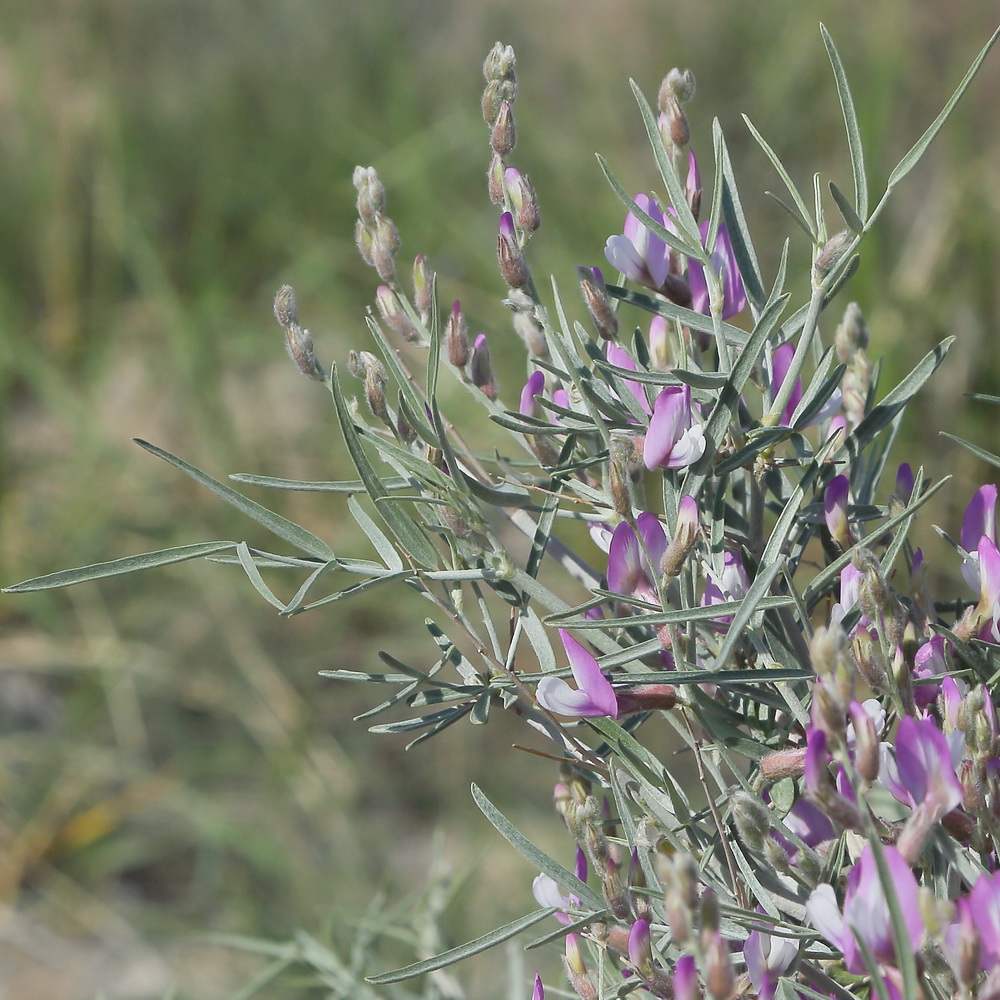 Image of Astragalus ammodendron specimen.