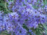 Смотреть изображение Vitex agnus-castus