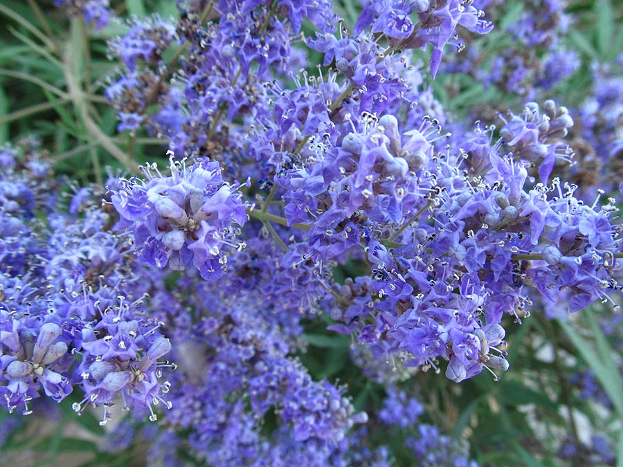 Image of Vitex agnus-castus specimen.