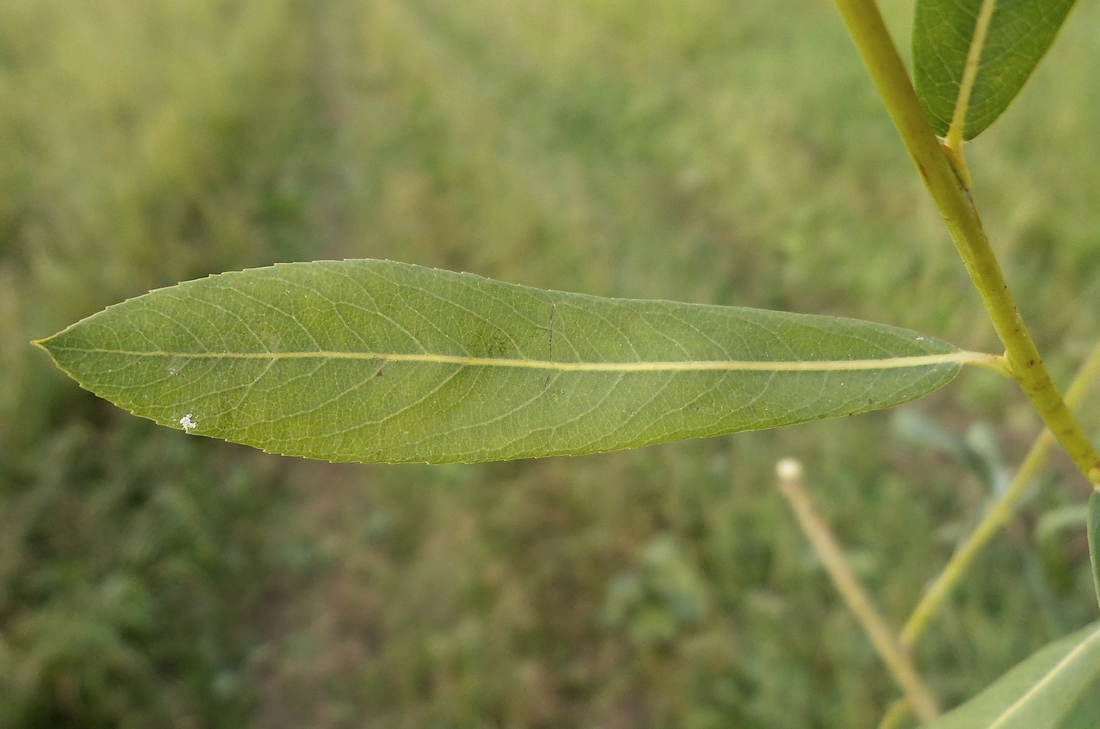 Image of Salix vinogradovii specimen.