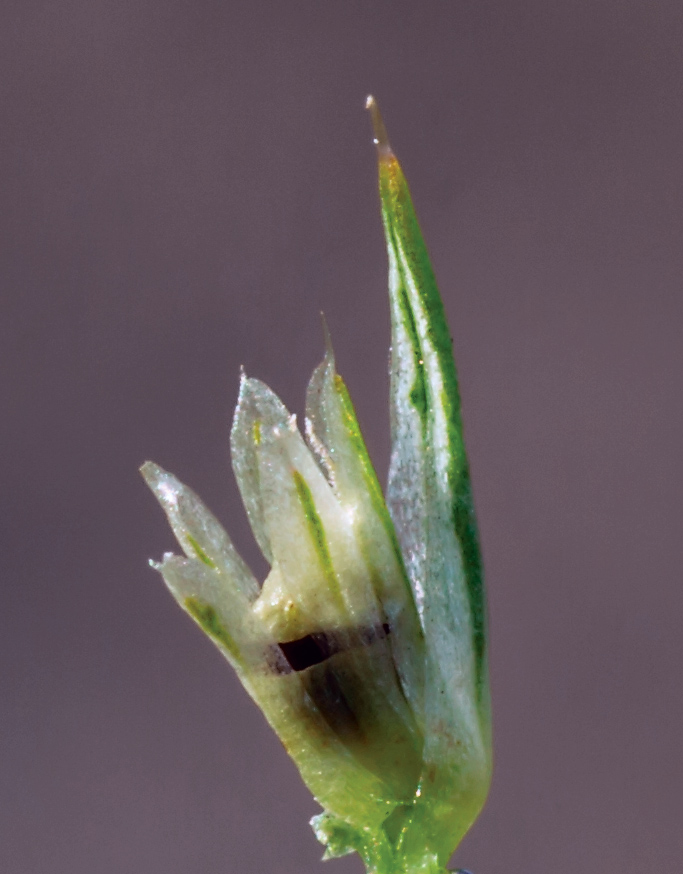 Image of Amaranthus retroflexus specimen.