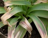 Allium giganteum. Листья. Германия, г. Krefeld, Ботанический сад. 10.06.2013.