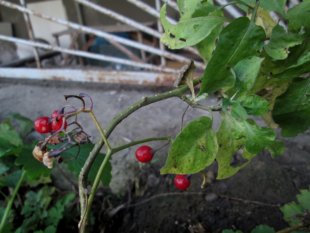 Image of Solanum dulcamara specimen.