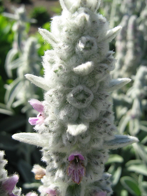 Image of Stachys byzantina specimen.