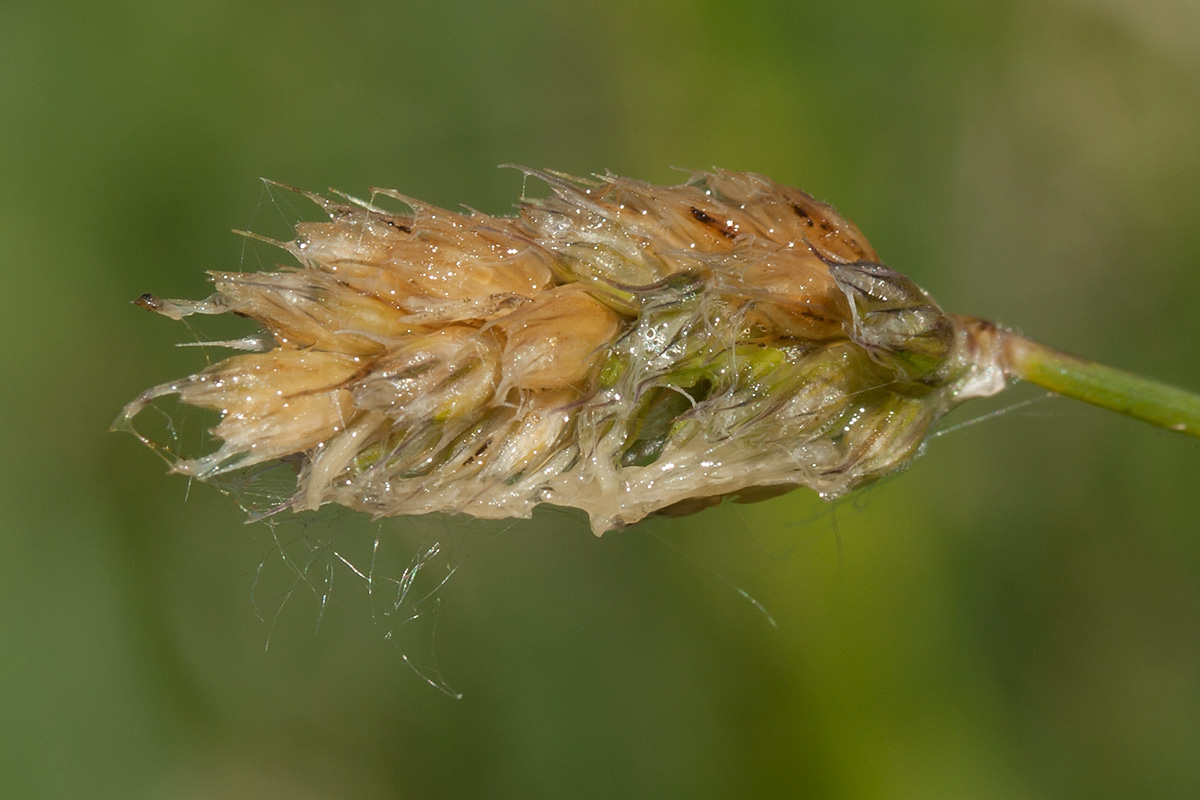 Image of Sesleria caerulea specimen.