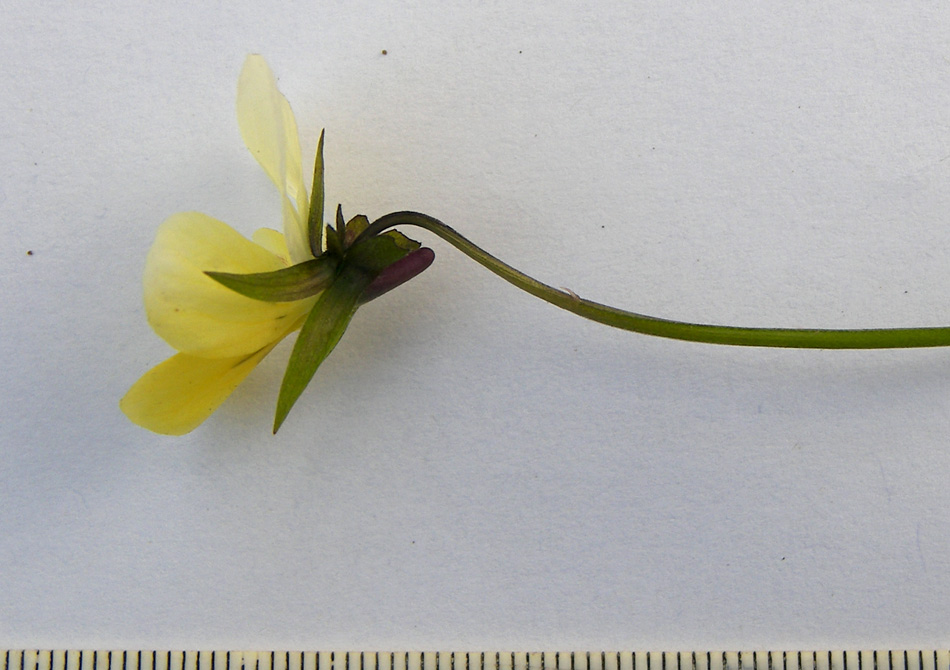 Image of Viola matutina specimen.