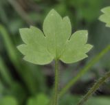 Ranunculus muricatus. Лист. Греция, Халкидики, окр. с. Псакудия (Ψακούδια). 03.02.2014.