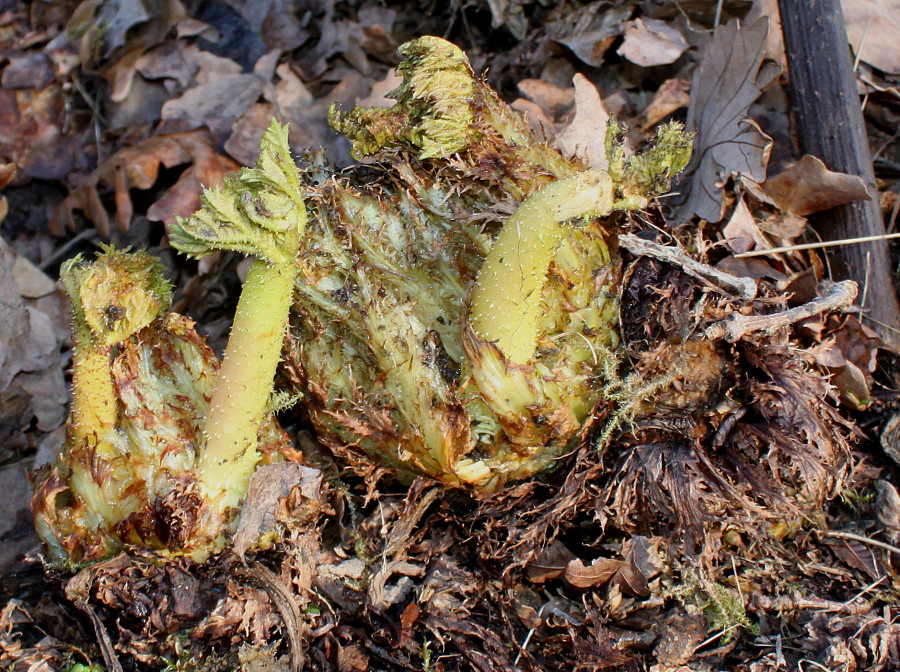 Изображение особи Gunnera tinctoria.