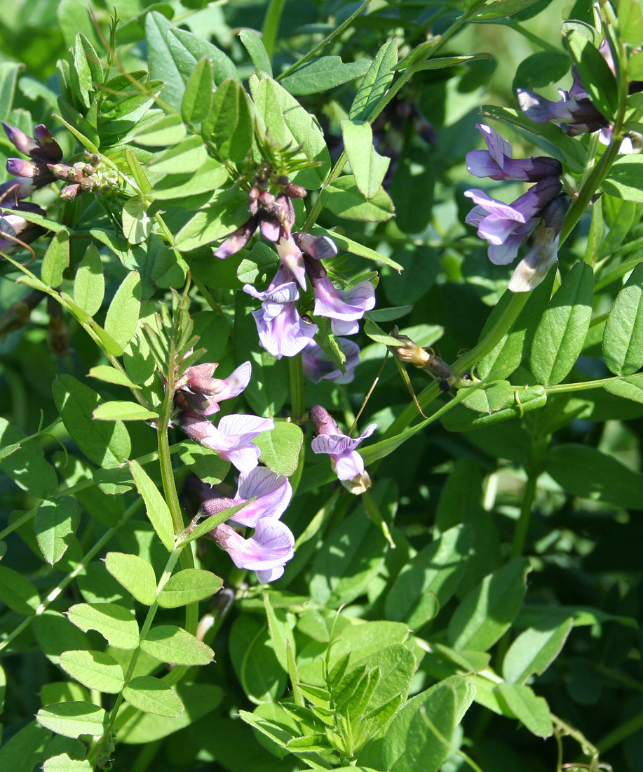 Image of Vicia sepium specimen.