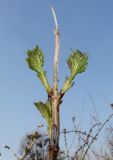 Viburnum opulus. Верхушка ветки с молодыми побегами. Германия, г. Дюссельдорф, Ботанический сад университета. 13.03.2014.