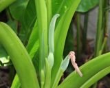 род Alocasia. Верхушка расцветающего растения. Таиланд, провинция Краби, курорт Ао Нанг. 10.12.2013.