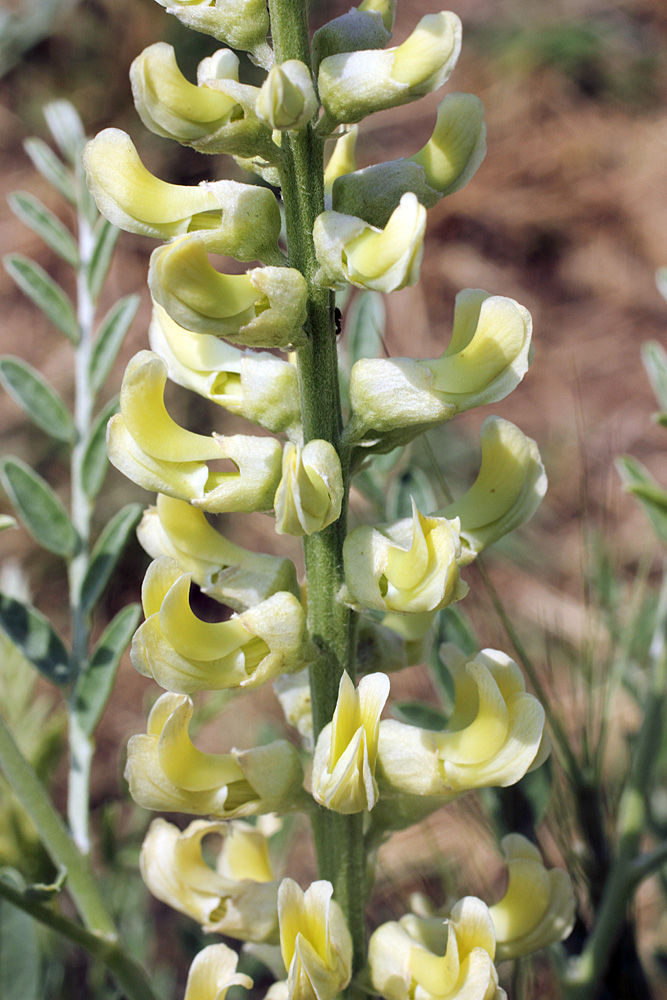 Изображение особи Goebelia pachycarpa.