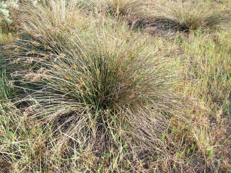 Изображение особи Juncus acutus.