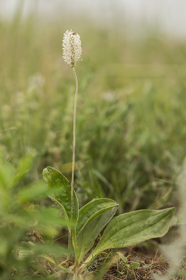 Изображение особи Plantago urvillei.