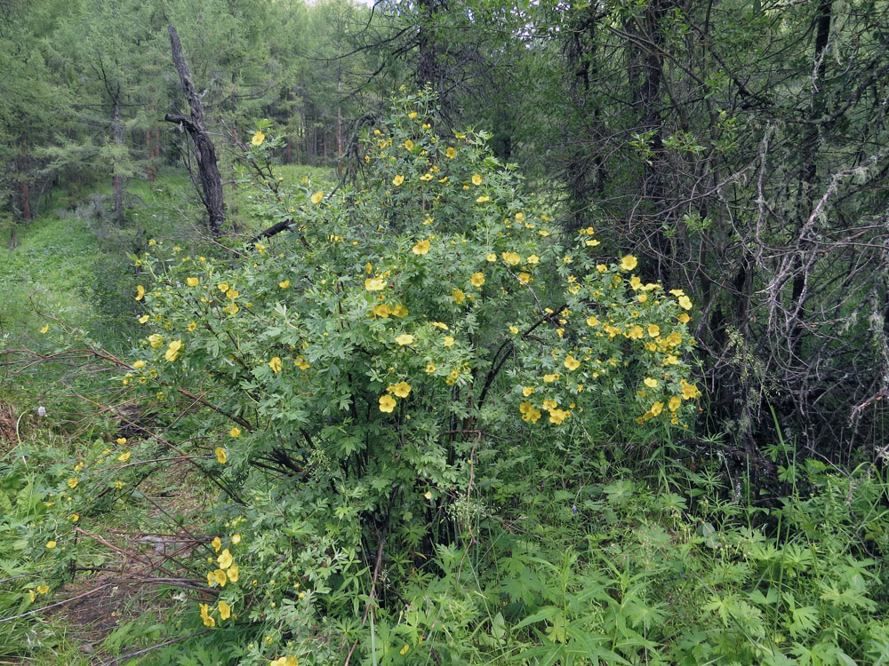 Изображение особи Dasiphora fruticosa.