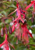 Fuchsia magellanica. Цветки и фуражирующая пчела. Германия, г. Дюссельдорф, Ботанический сад университета. 05.09.2014.