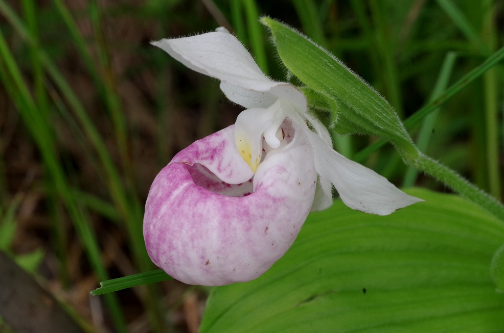 Image of Cypripedium reginae specimen.