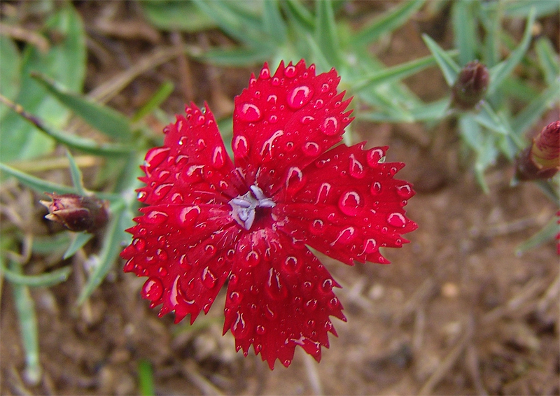 Image of Dianthus vladimiri specimen.