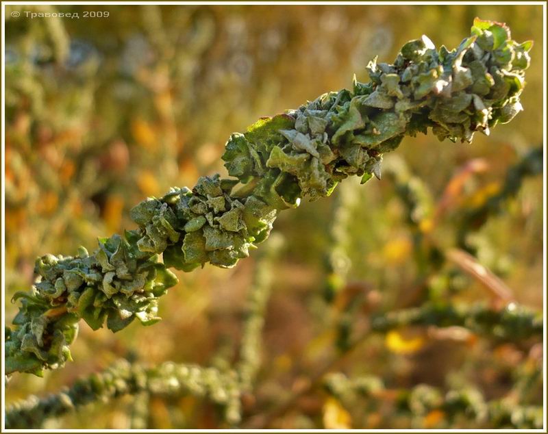 Image of Atriplex tatarica specimen.