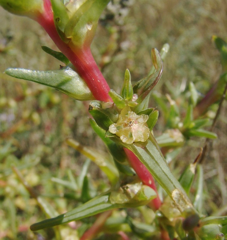 Image of Salsola soda specimen.