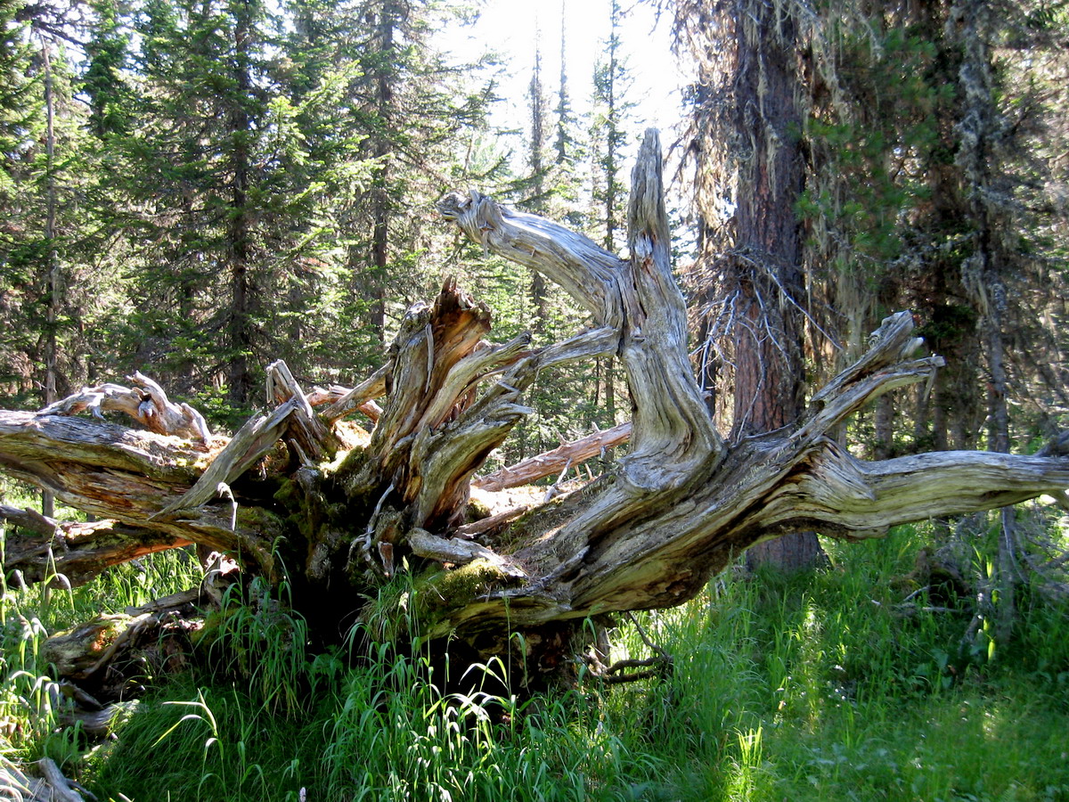 Image of Pinus sibirica specimen.