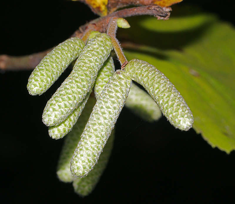 Image of Corylus avellana specimen.