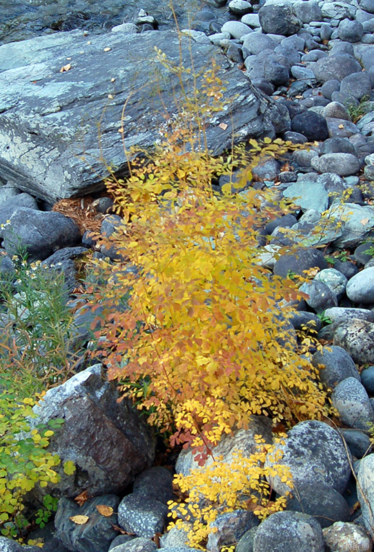 Image of Thalictrum minus specimen.